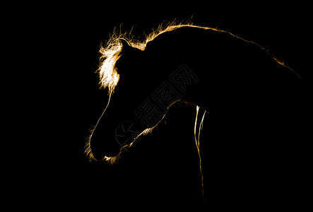 孤立在黑色背景上的马剪影背景图片