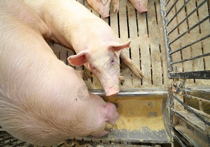 肥猪和母猪在养猪场的牲畜中吃图片