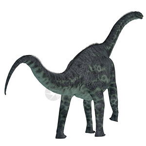 Cetiosaurus是一种草食黄恐龙图片
