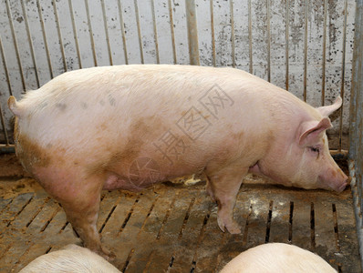 农场里的猪图片