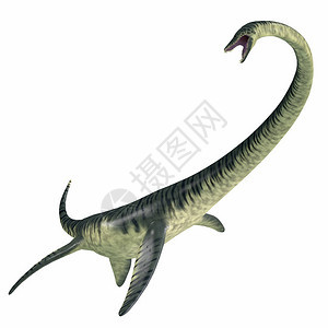 Elasmosaurus是一种海洋蛇颈龙爬行动物图片