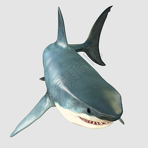 大白鲨是海洋中最大的捕食者之一图片