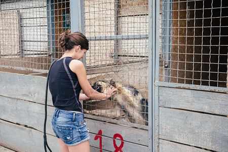 人们在动物收容所中拯救和帮助无家可归的狗在笼子里与动图片