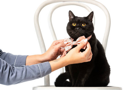 女调整领结在黑色英国短头发猫上调整弓领带在椅子上图片