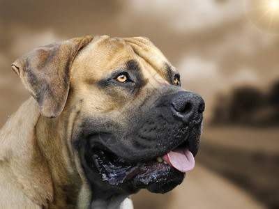 Boerboel头像肖图片