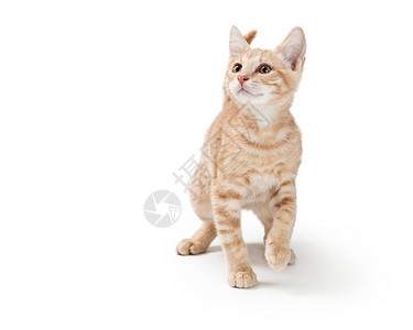 小猫带毛发颜色的小毛皮用白色背景走在图片