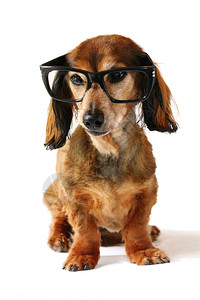 聪明的狗戴眼图片