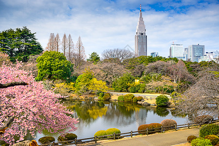 日本东京新宿公园的春季景色图片