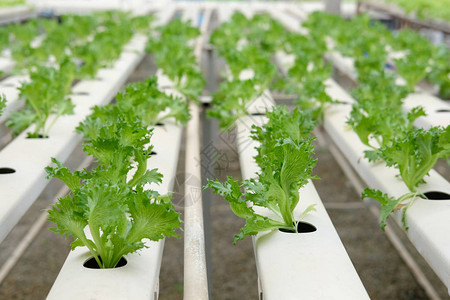 水培农场温室中种植的莴苣蔬菜图片