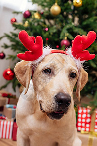 可爱的拉布多猎犬与圣诞驯鹿角图片