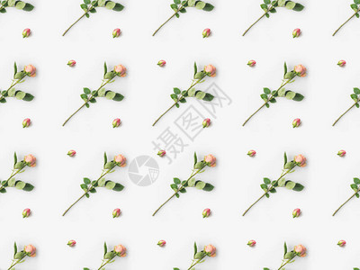 粉红玫瑰花瓣放在白边图片