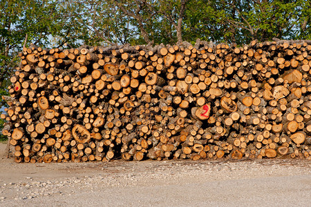 森林里堆积的木柴原木图片
