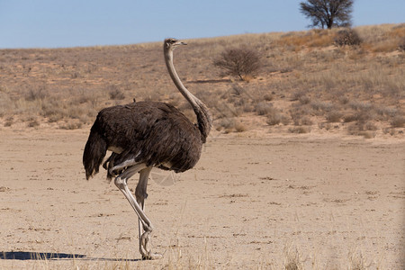 南非Kgalagadi的Ostrich图片