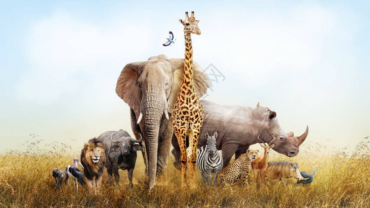 一大群非洲野生动物在肯尼亚草原的场景图片