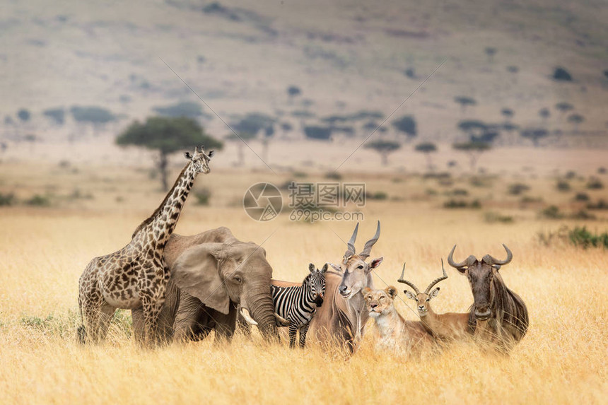 非洲肯尼亚MasaiMara草原上一群野生非洲狩猎动物的奇幻景象A图片
