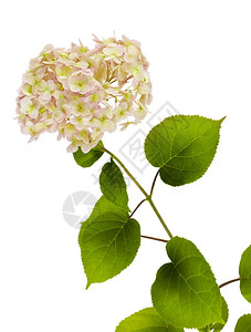 粉红色Hydrangea的稀图片