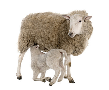 羔羊在白色背景前哺乳他的母亲图片