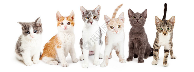 一群可爱的小猫不同品种的幼猫排成一行坐在一起图片