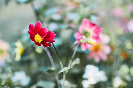 粉红色的花专注于花瓣散景图片