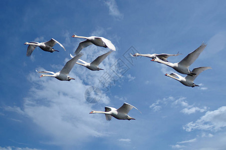 一群白天鹅飞翔图片