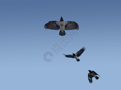 乌鸦在天空翱翔图片