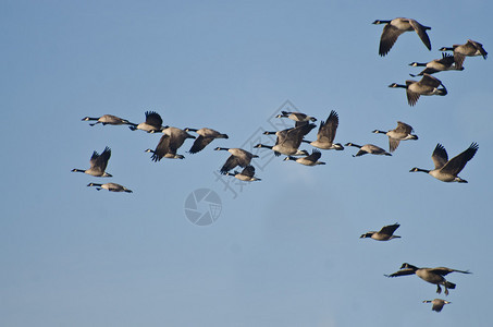 加拿大鹅群在蓝天飞翔图片