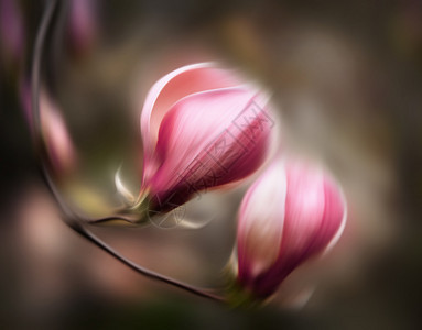 抽象模糊的花朵故意运动模糊春天开花的玉兰花的软焦点图片