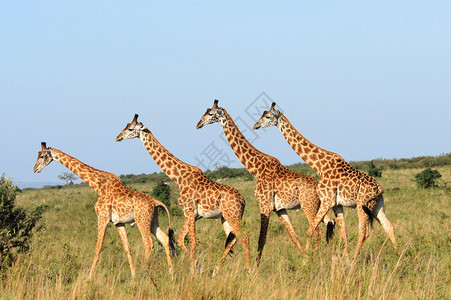 MasaiMara保留地长颈鹿集图片