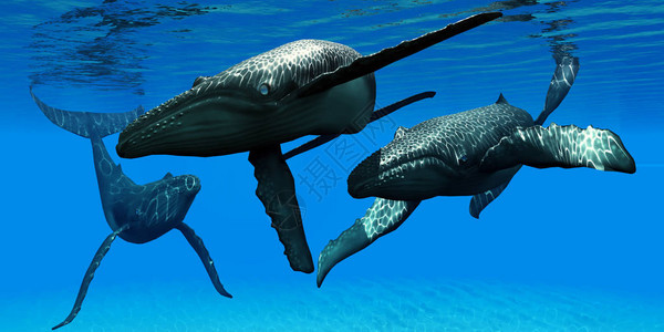 雄公牛驼背鲸对母鲸感兴趣当她的护卫图片