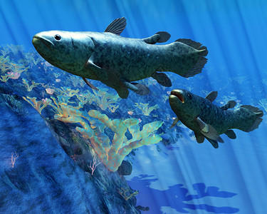 科埃拉坎斯鱼据信已经灭绝但1938年被图片素材