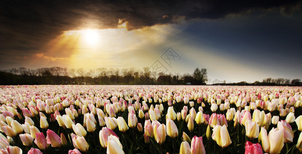 荷兰风景如画的户外郁金香田背景图片