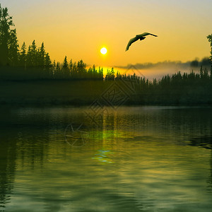 傍晚的小鸟飞过河图片