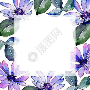 水彩紫色非洲雏菊花卉植物花框架边框装饰广场背景纹理包装图案框架或边框图片