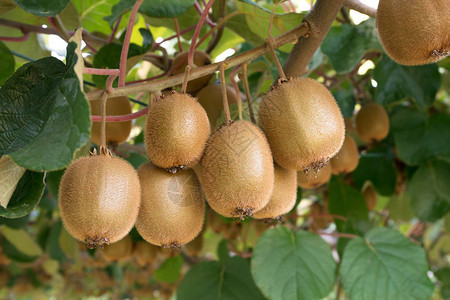 种树上新鲜的kiwisKiwifruitAct图片