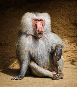 成年雄性阿拉伯狒狒图片