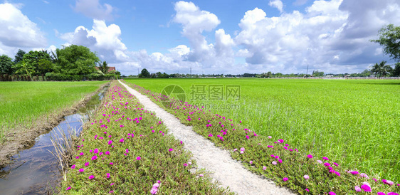 马齿苋花开在路边的稻田里图片