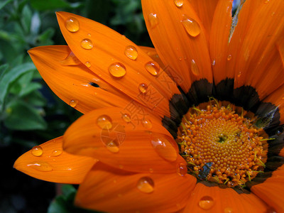 鲜橙色花上的水滴背景图片