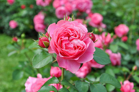 花园里的玫瑰丛图片