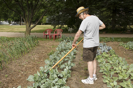 园丁在花园里照料和除草植物背景图片