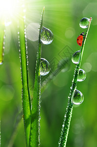 春天草和小瓢虫上的新鲜晨露图片