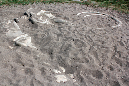 沙子里的猛犸象骨头背景图片