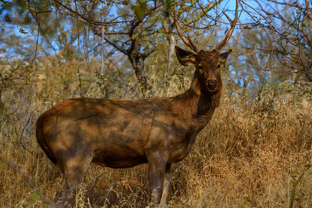 Sambardeer或Cervus单色正图片