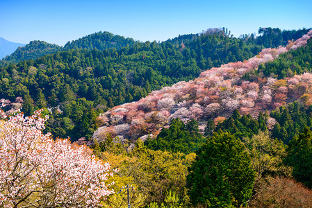 春季的日本奈良吉野山图片
