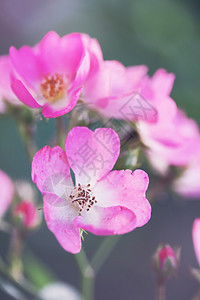 花园里美丽的粉红色小玫瑰图片