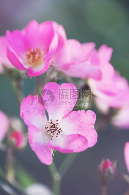 花园里美丽的粉红色小玫瑰图片