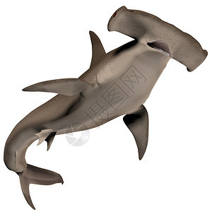 锤头鲨鱼通常白天晚上成为单独猎人图片