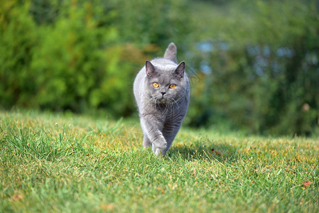 英国蓝猫图片