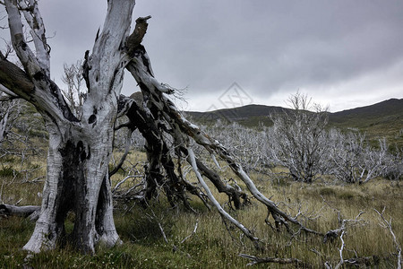 智利巴塔哥尼亚的草地上的枯木林山丘在背背景图片