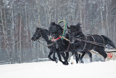 三匹黑马在冬天冷背景图片