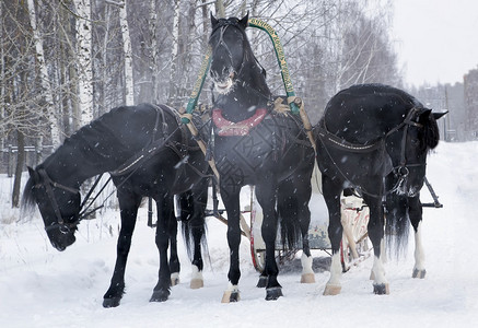 寒冷的冬日三辆黑色的马拉雪橇背景图片